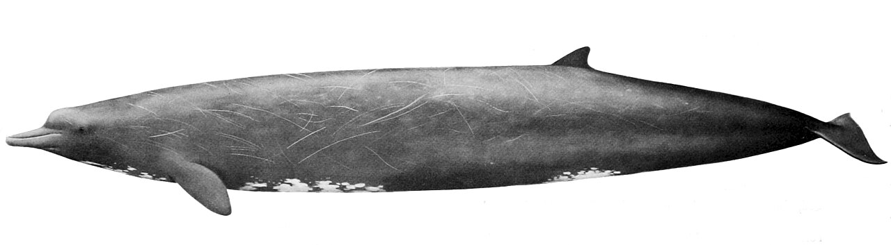 Berardius bairdii 2.jpg