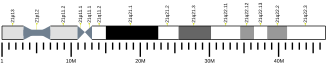 Chromosome 21 (human)