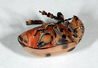 D. nigroornata adult