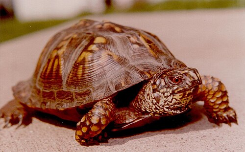 Male in southwestern Pennsylvania, June 30, 1979