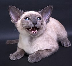 Blue point kitten