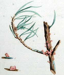 "Peridermium pini" var. "acicola"