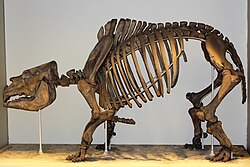 Skeleton in side-on view as traditionally reconstructed with bent forelimbs and low head