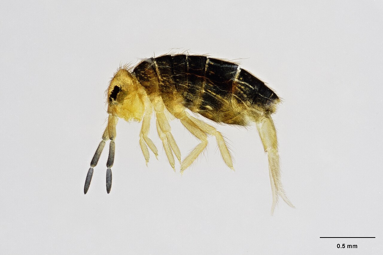 MA I042520 Acanthomurus rivalis 02.jpg