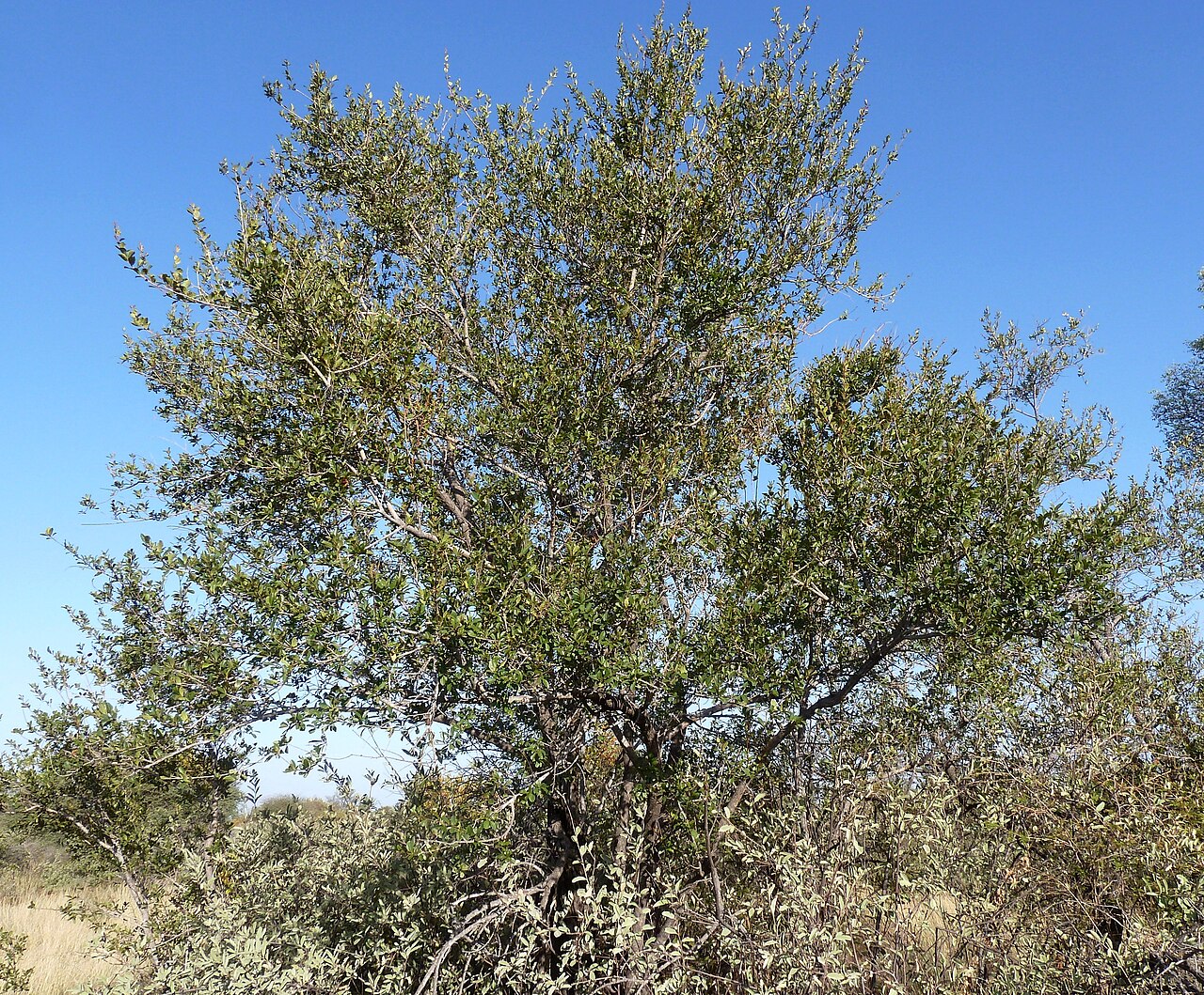 Combretum hereroense, habitus, Steenbokpan, a.jpg