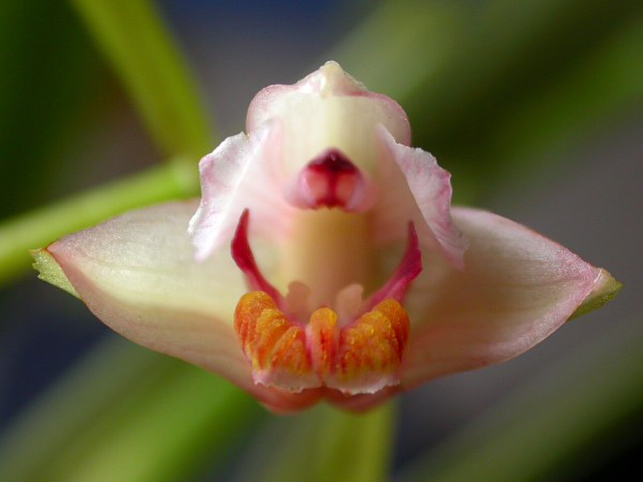 Cryptochilus roseus.jpg