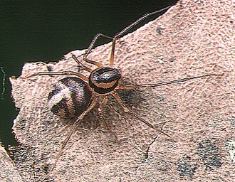 female Scytodes fusca