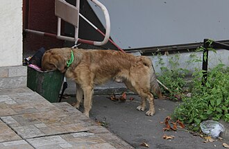 A feral dog scavenging for food in a trash bin in Moscow