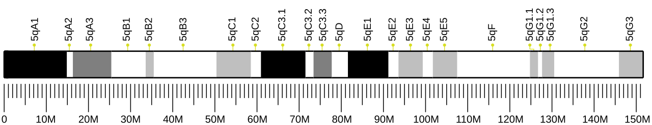 Ideogram of house mouse chromosome 5.svg