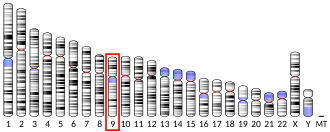 Chromosome 9 (human)