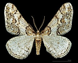♂