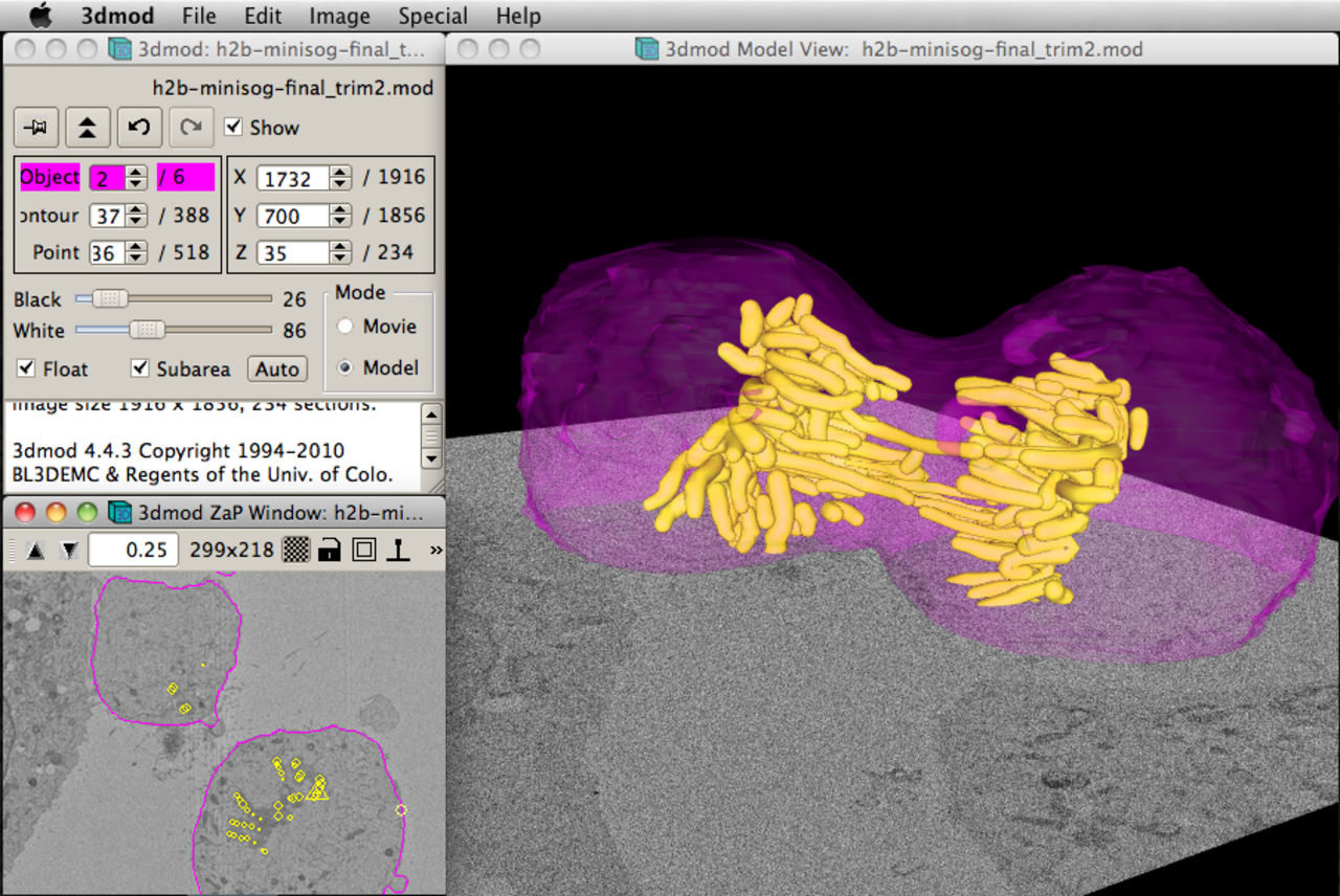 IMOD 3dmod main interface screenshot.png