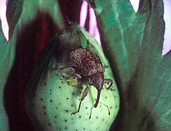 The boll weevil, Anthonomus grandis, historically devastated cotton farms throughout the southern United States.