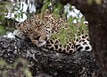 A leopard resting in a tree using a leg as a pillow