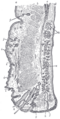 Sagittal section through the upper eyelid