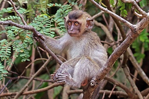 juvenile, Borneo