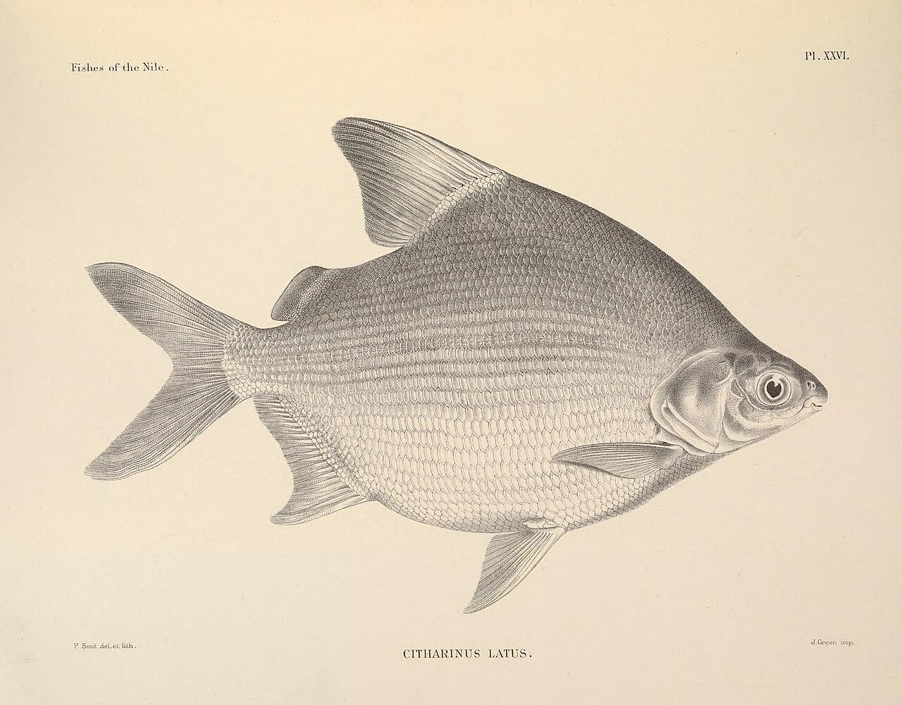 Citharinus latus n90 w1150.jpg