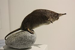 Side view of a taxidermied animal launching forward on its hind legs from a rock, body streamlined.