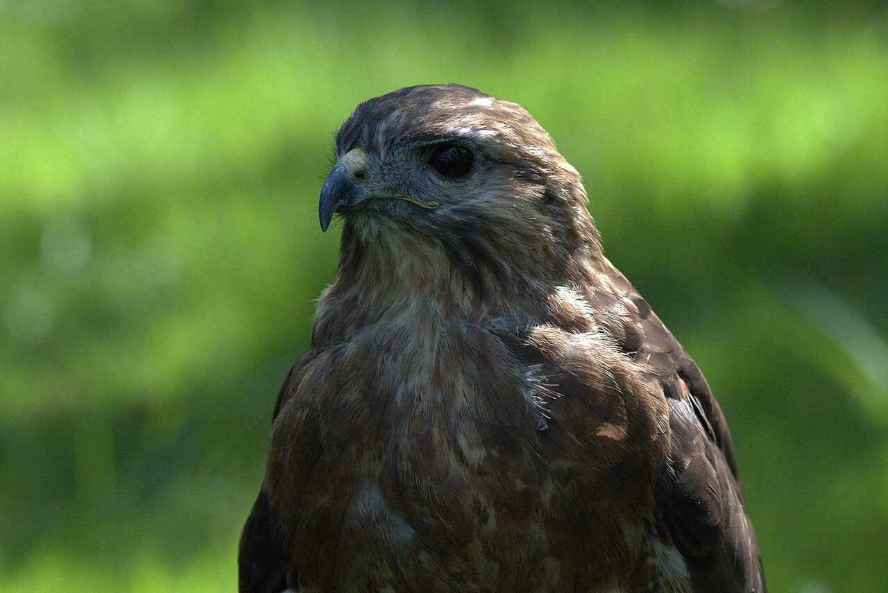 Buteo refectus 1.jpg