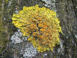 A yellow-green lichen on tree bark.