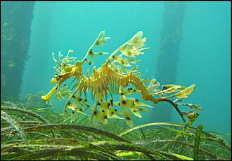 Sea dragons camouflaged to look like floating seaweed live in kelp forests and seagrass meadows[93]