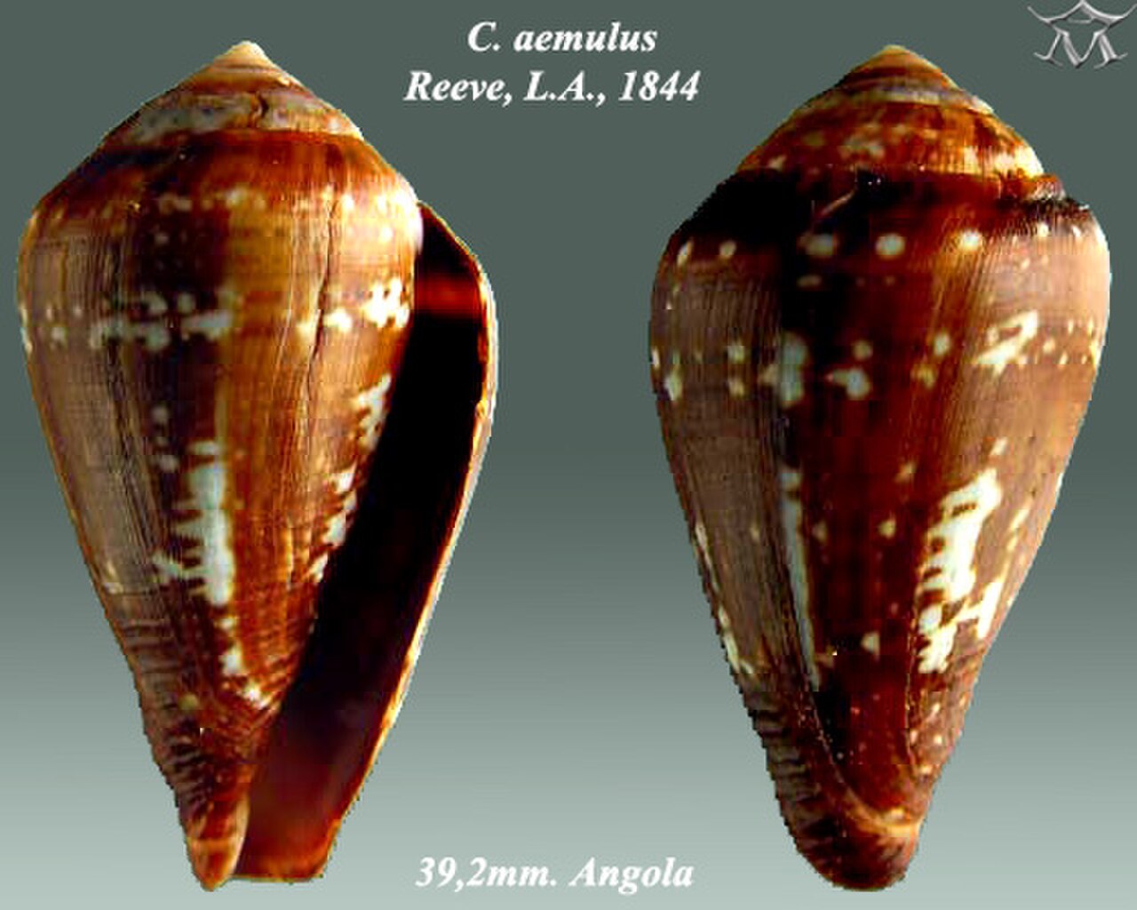 Conus aemulus 1.jpg