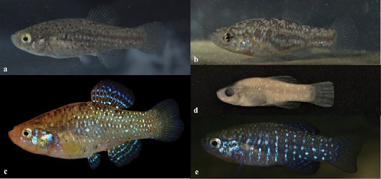 Aphaniidae (10.3897-zse.96.55837) Figure 8.jpg