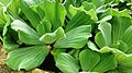 Pistia - free floating