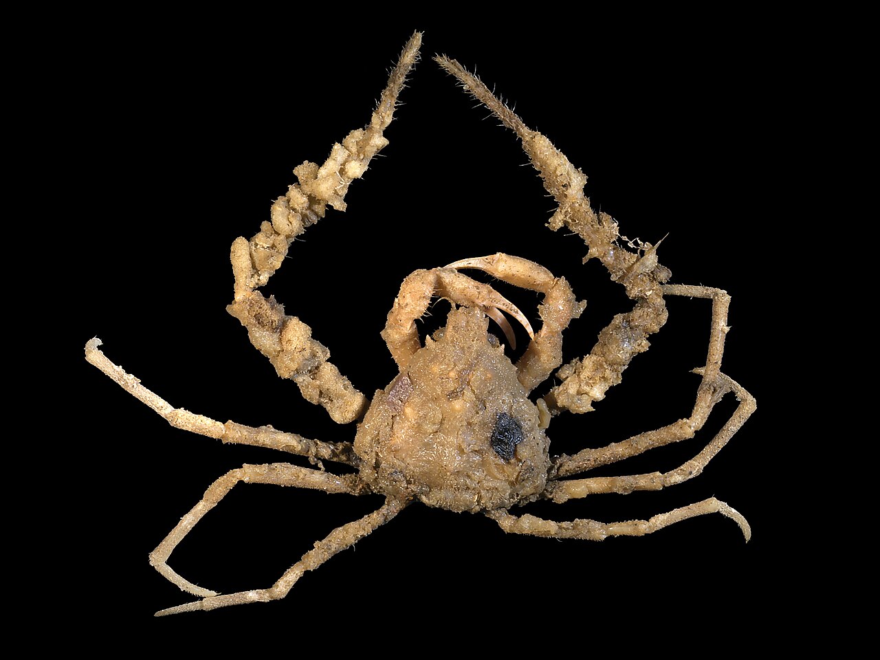 Inachus dorsettensis.jpg