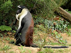 Gray monkey