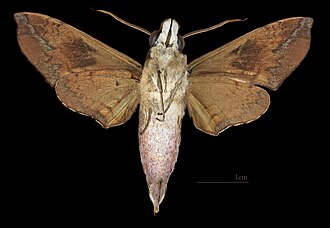 Angonyx testacea ♂ △