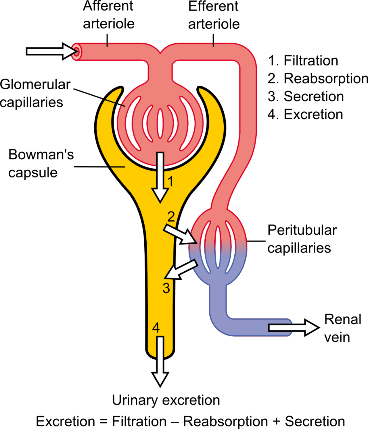 Physiology of Nephron.png