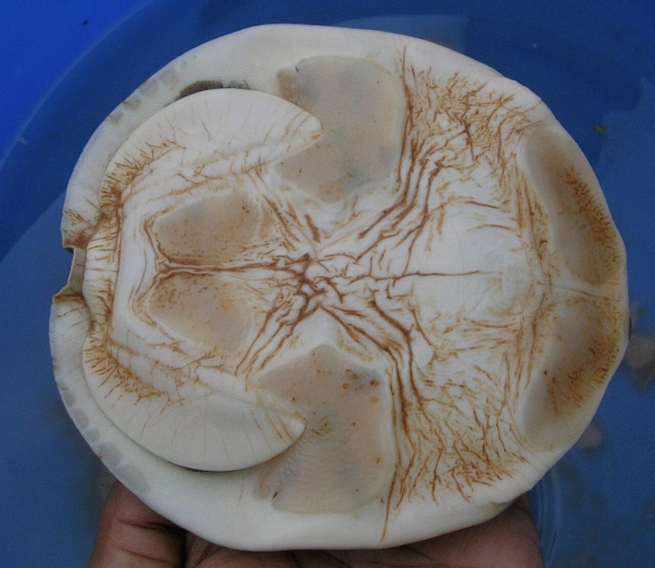 Lissemys punctata2.jpg