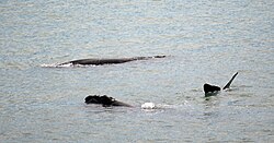 Southern right whales resting