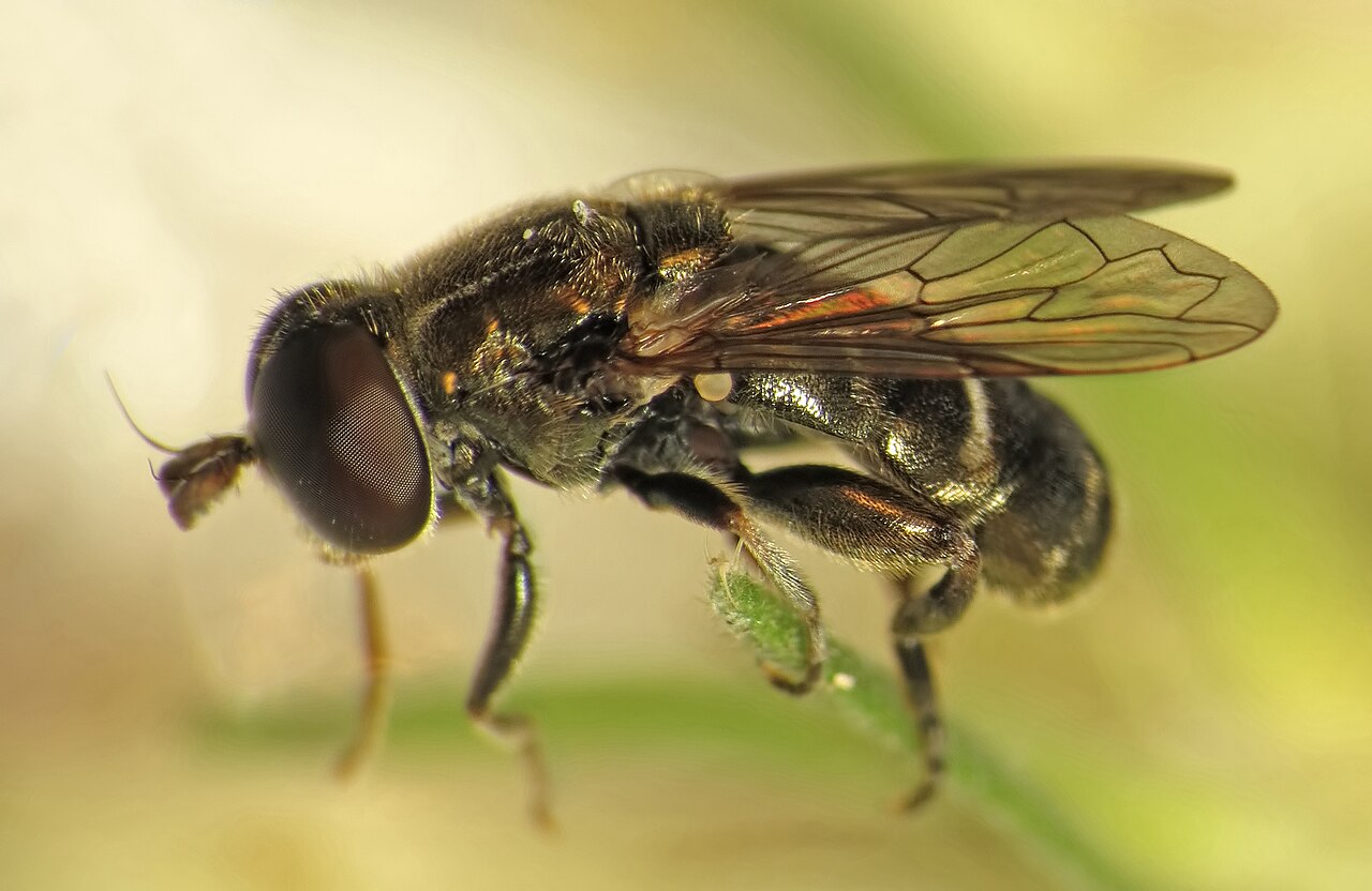 Lesser Bulb-fly (Eumerus funeralis) male (39094691500).jpg