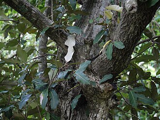 Trunk and bark