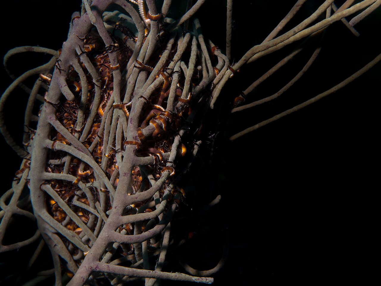 Hiding Astrophyton by Jessica Rosenkrantz.jpg