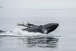 most of the body is out of the water