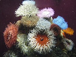 Sea anemones have rotational symmetry.