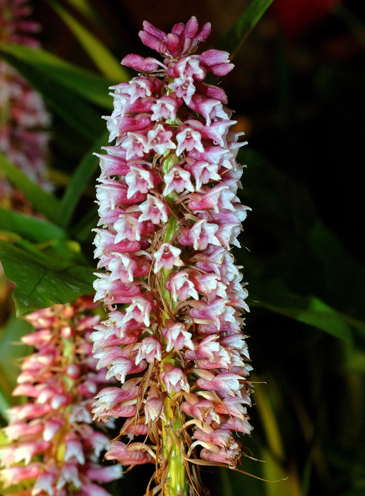 Coelia macrostachya Orchi 2012-09-21 016.jpg