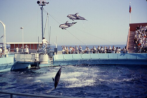Marine Land of the Pacific, dolphin show, August, 1962