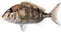 The jolthead porgy is a porgi grunt[21]