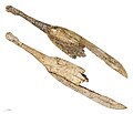 Spoon engraved in reindeer antler, Magdalenian c. 17,000 – c. 12,000 BCE