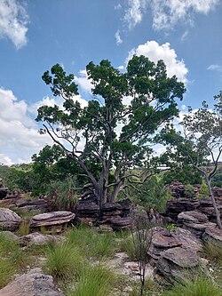 A small tree with dark green foliage growing in a flat rocky landscape surrounded by shrubby plants