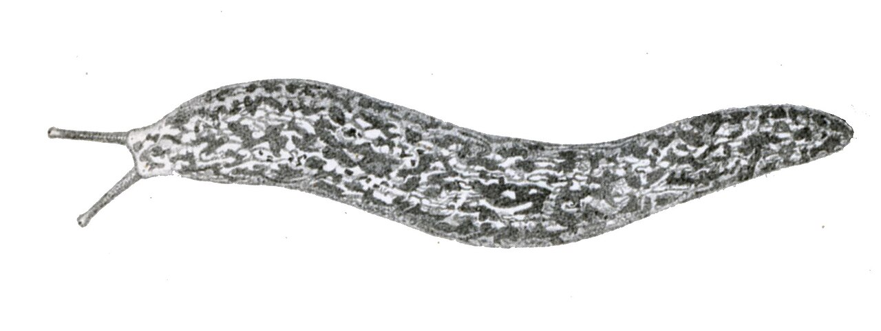 PhCarolinianus3.jpg