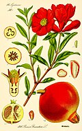 Illustration by Otto Wilhelm Thomé, 1885