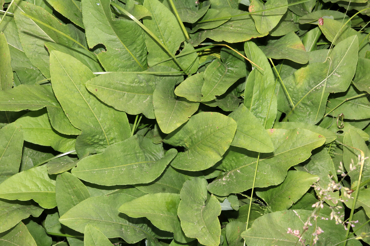 Bistorta officinalis - 52549889932.png