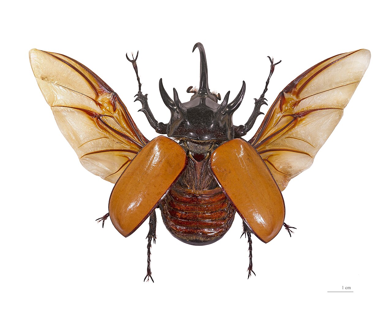 Eupatorus gracilicornis Vol.jpg