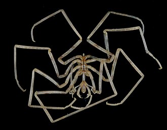 Nymphon maculatum, showing the presence of both chelifores, palps and ovigers.