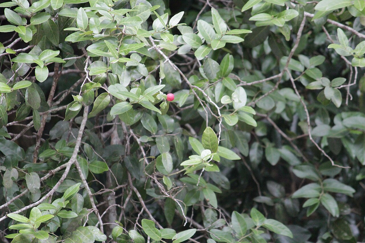 Allocassine, Paradise Valley, Pinetown, 3610, South Africa imported from iNaturalist photo 275014792.jpg